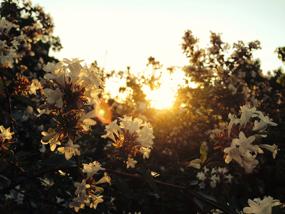 六甲山（イメージ）/大阪府の衣笠 圭祐さんの作品