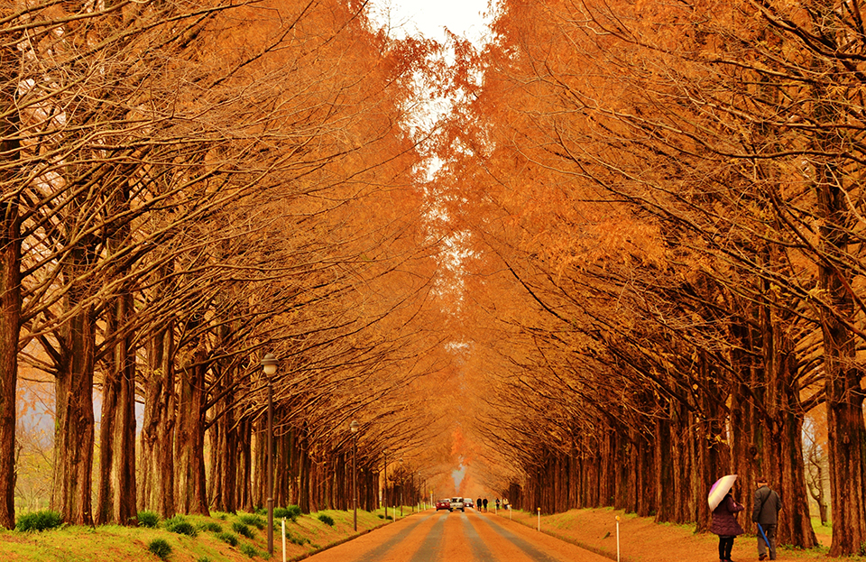メタセコイア並木（イメージ）/「メタセコイア並木の紅葉」奈良県のP.N.カズサンさんの作品