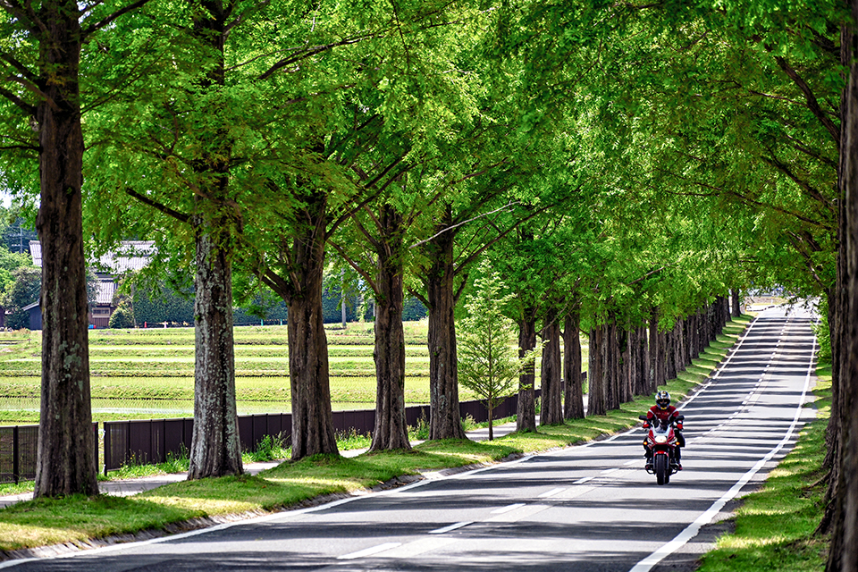 メタセコイア並木（イメージ）/「新緑のメタセコイア並木」滋賀県の角田 恒雄さんの作品