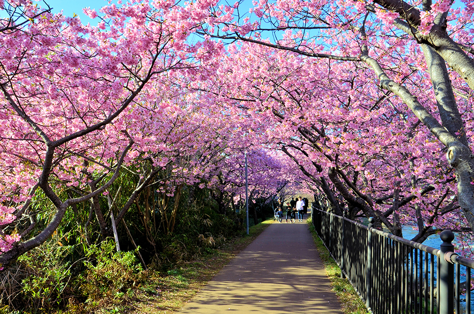 河津桜（イメージ）/「桜の散歩道」静岡県の川合 繁男さんの作品