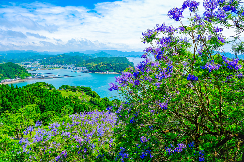 道の駅なんごう（イメージ）/「満開のジャカランタ」東京都の斎藤 隆志さんの作品