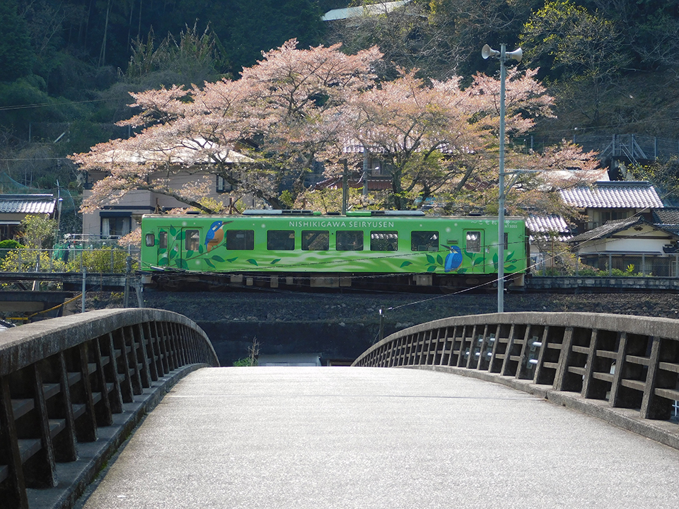 錦川清流線（イメージ）/「桜列車」広島県のPN.ぱらみつさんの作品