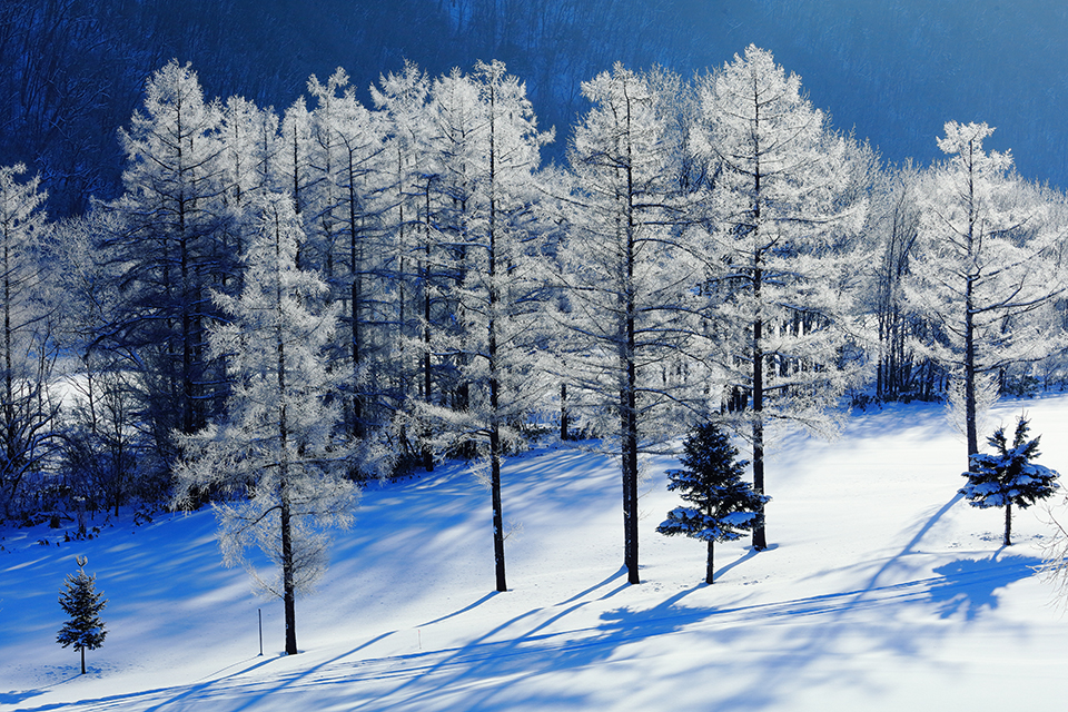 富良野（イメージ）/「朝日射す雪原」三重県の明石 義男さんの作品