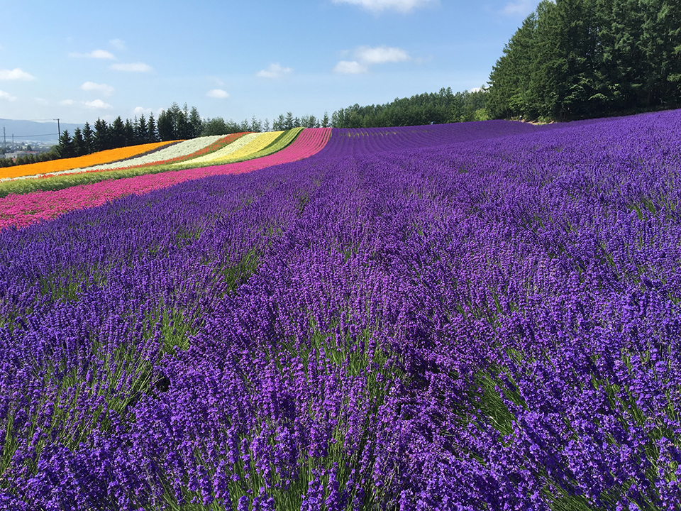 富良野（イメージ）/「ラベンダー全盛期」千葉県の大曾根 明子さんの作品