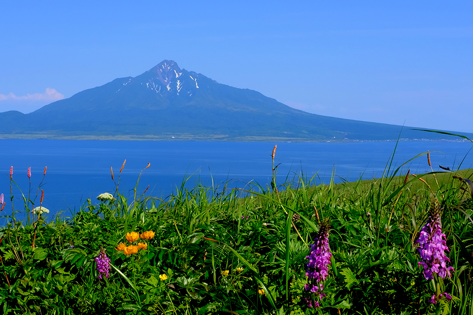 礼文島（イメージ）/「花の浮島礼文澄海岬」神奈川県の荻野 智さんの作品