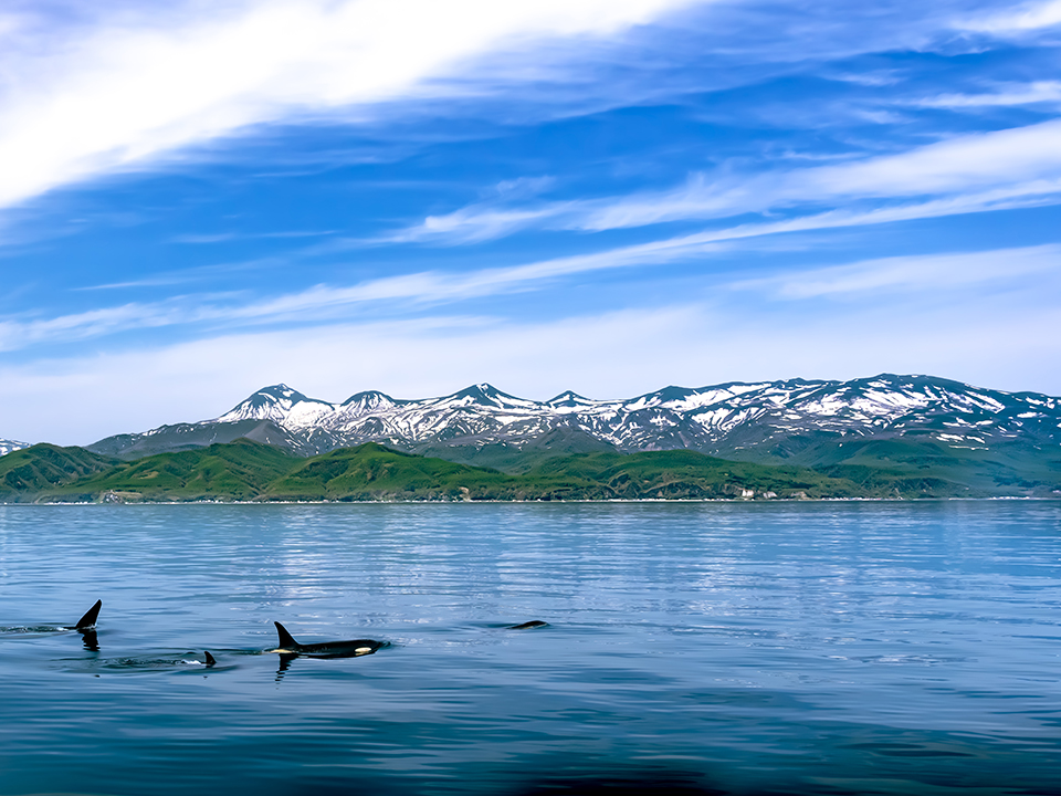 羅臼（イメージ）/「シャチと知床連山」千葉県の伊藤 順平さんの作品