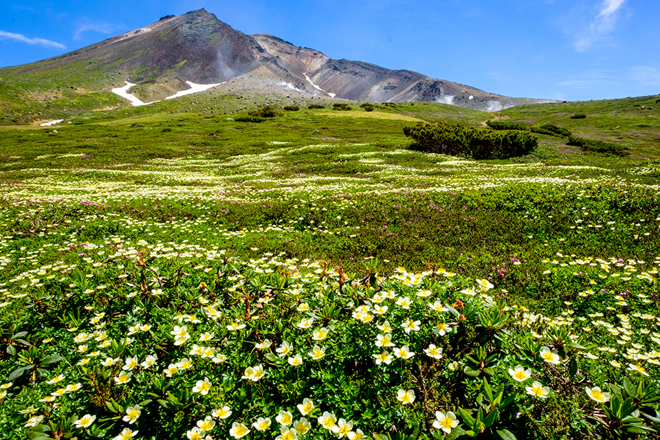 大雪山国立公園（イメージ）/「大雪山お花畑」神奈川県の池田 俊郎さんの作品