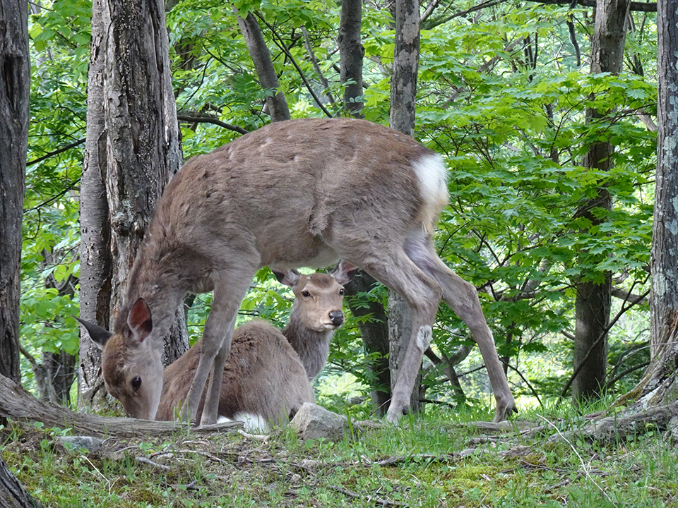 層雲峡（イメージ）/「エゾシカの親子」滋賀県のPN.ふーちゃんさんの作品