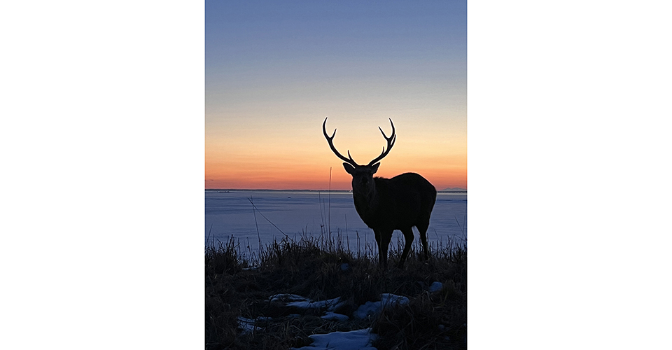 野付半島（イメージ）/「野付半島夕焼けと雄エゾジカ」神奈川県のPN.タカシーニョさんの作品
