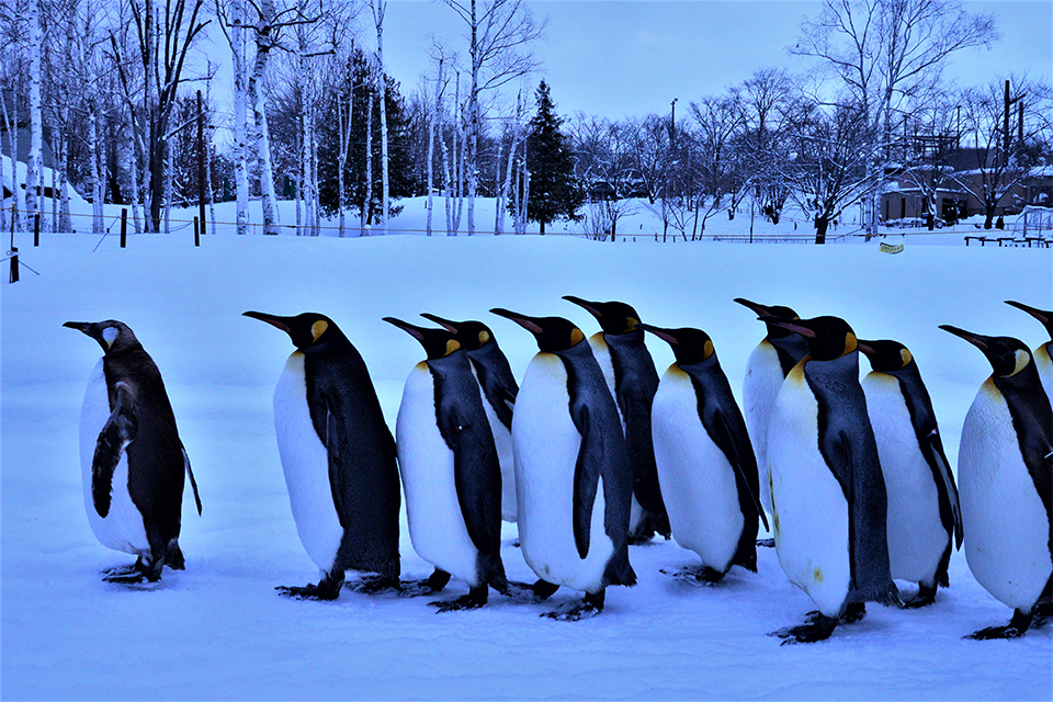 旭山動物園（イメージ）/「ペンギンの行進」愛知県のPN.ｈｉひろしさんの作品