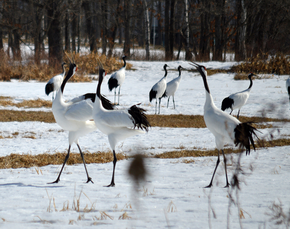 釧路湿原（イメージ）/「恋の季節」兵庫県のPN.テルミさんの作品