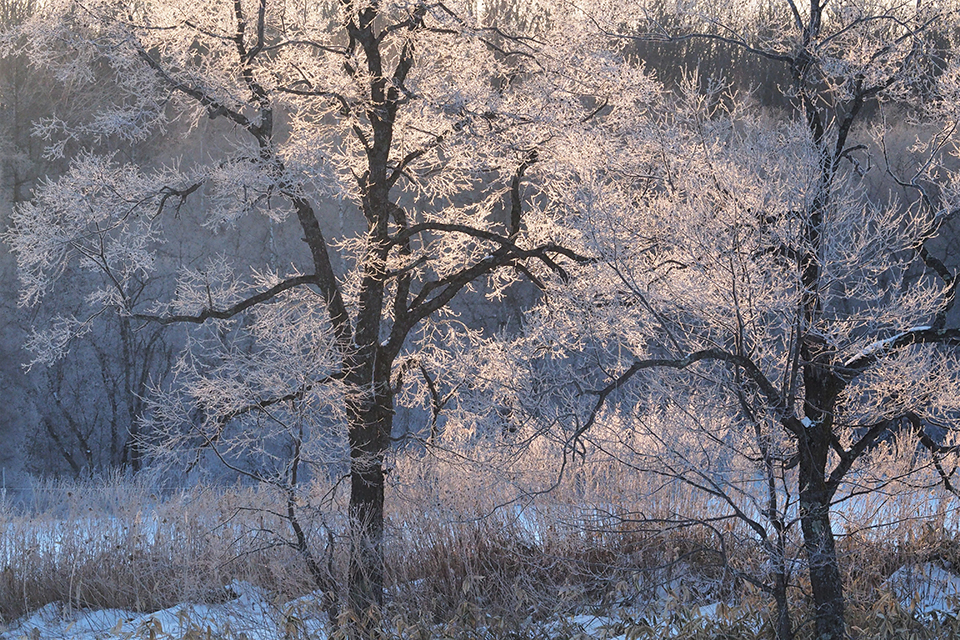 更別村（イメージ）/「霧氷輝く」神奈川県の小池 測さんの作品