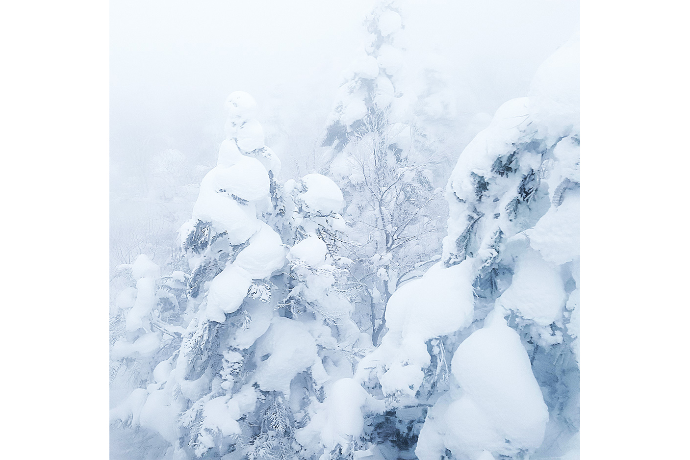 蔵王ロープウェイ 樹氷高原駅～地蔵山頂駅の樹氷（イメージ）