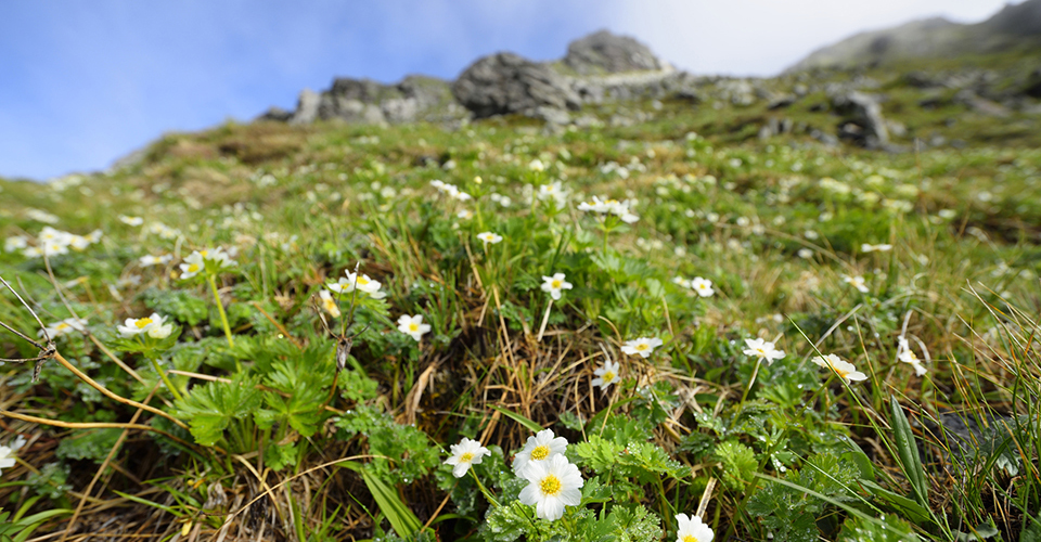 キタダケソウ群生（イメージ）