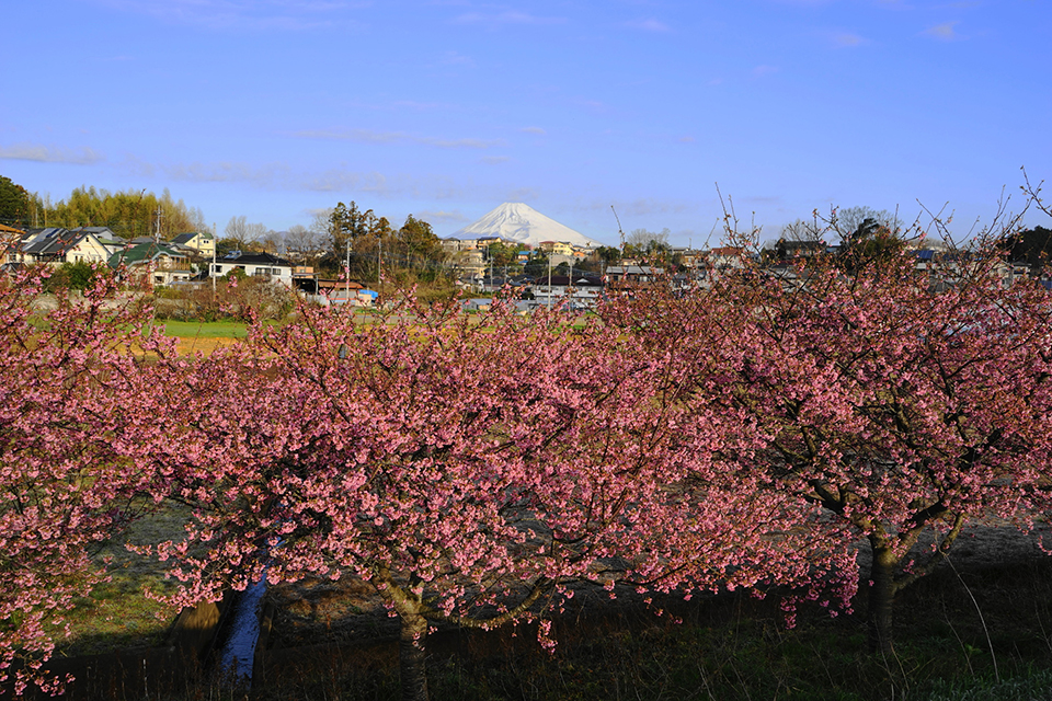 静岡県・かんなみの河津桜と富士山(イメージ)