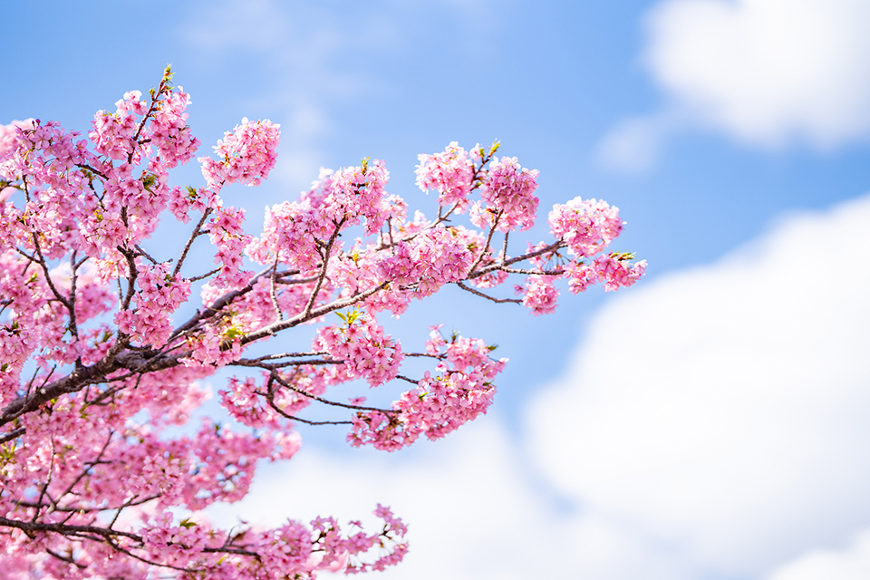 河津桜（イメージ）