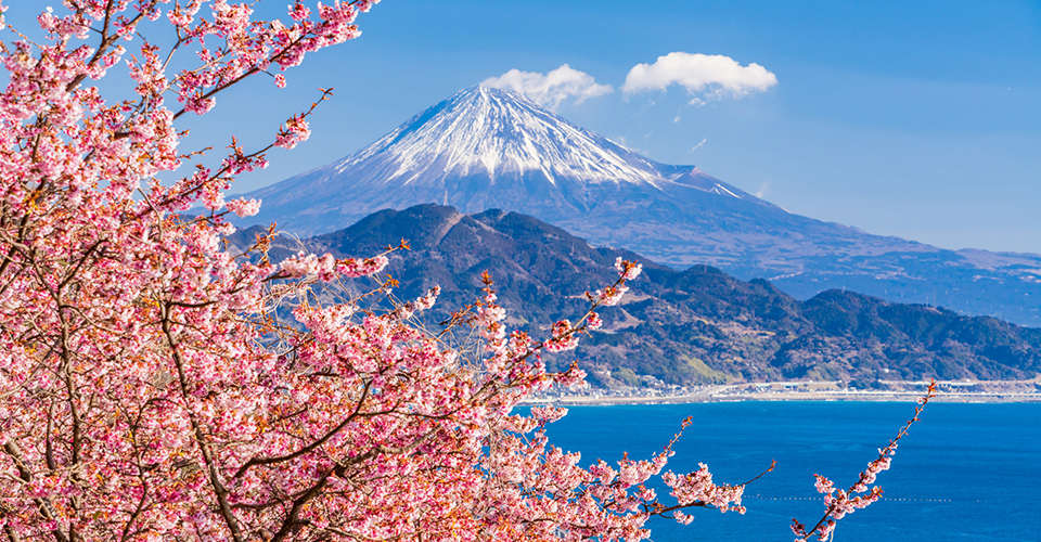 薩埵峠の河津桜×富士山（イメージ）