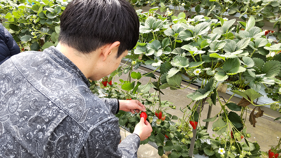いちご狩り（イメージ）