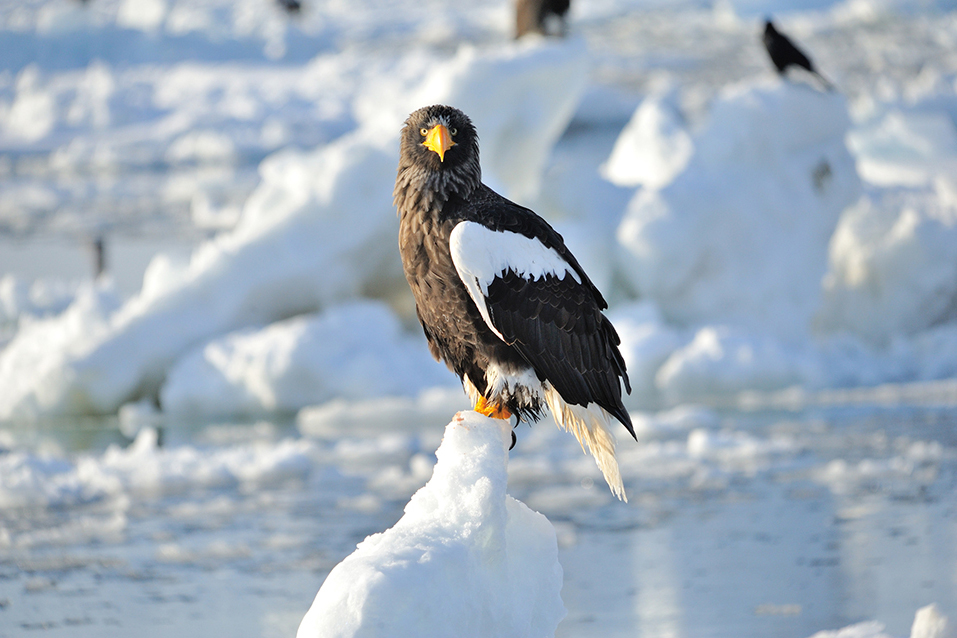 オオワシ（イメージ）