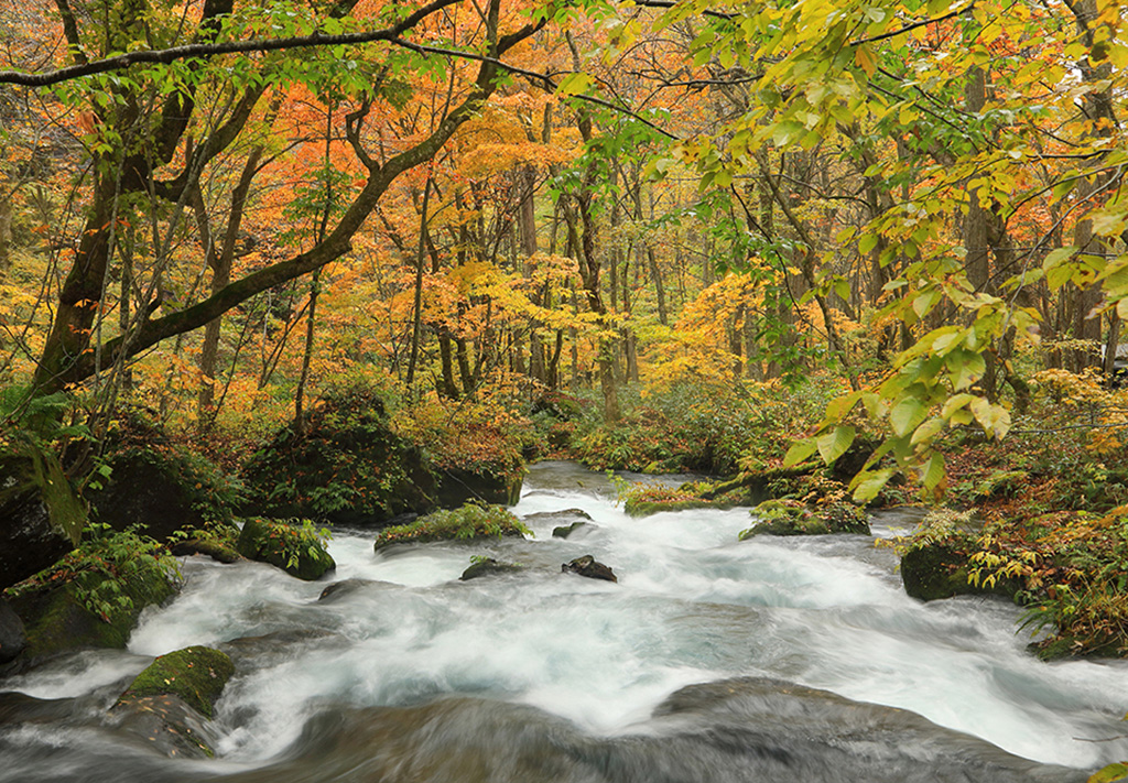 奥入瀬渓流（イメージ）/「秋彩に流れる」兵庫県の今田 裕さんの作品