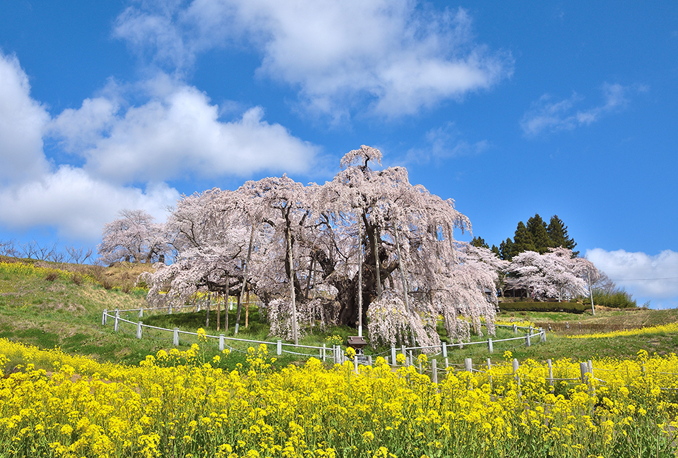 三春滝桜（イメージ）/「日本三大桜」神奈川県の三原 章さんの作品