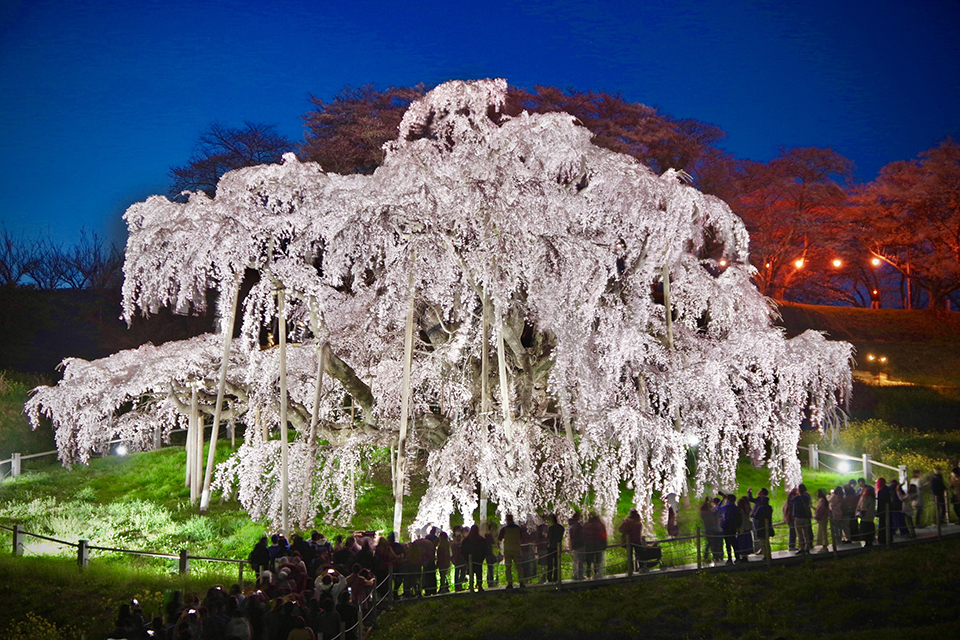 三春滝桜（イメージ）/「桜神詣」兵庫県のさPN.SinGさんの作品