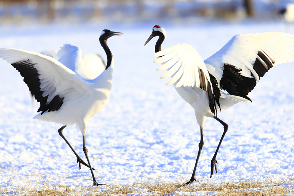 タンチョウ（イメージ）