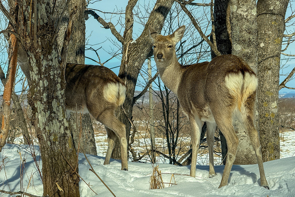 エゾシカ（イメージ）