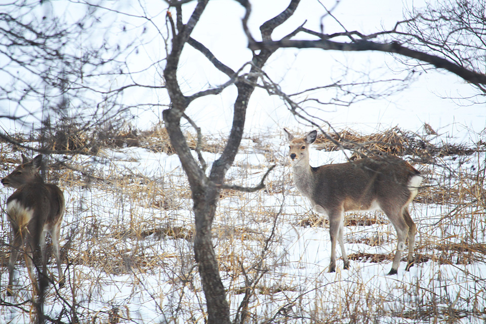 エゾシカ（イメージ）