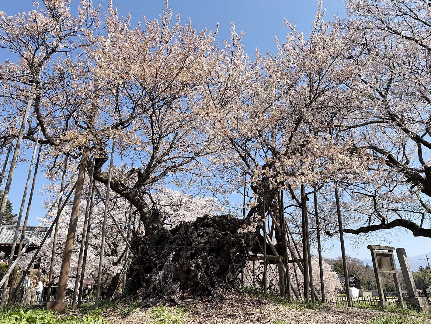 山高神代桜（イメージ・実際のツアーで撮影）