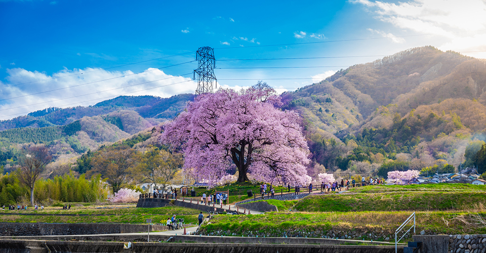 わに塚の桜（イメージ）