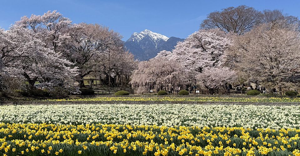 実相寺周辺の桜（イメージ・実際のツアーで撮影）