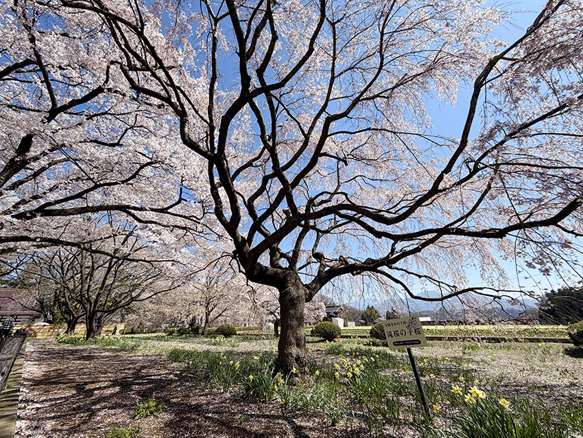三春の滝桜の子孫樹（イメージ・実際のツアーで撮影）