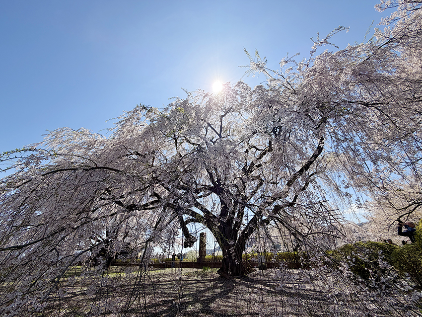 身延山しだれ桜の子孫樹（イメージ・実際のツアーで撮影）