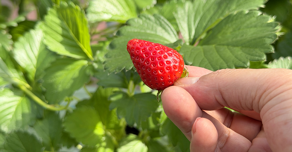 イチゴ狩り（イメージ）