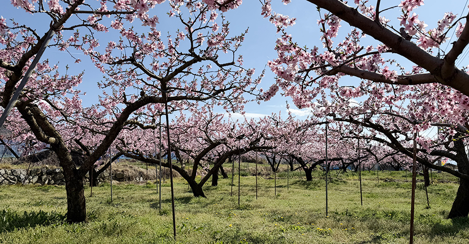 見晴らし園のまわりには桃の花畑も（イメージ）