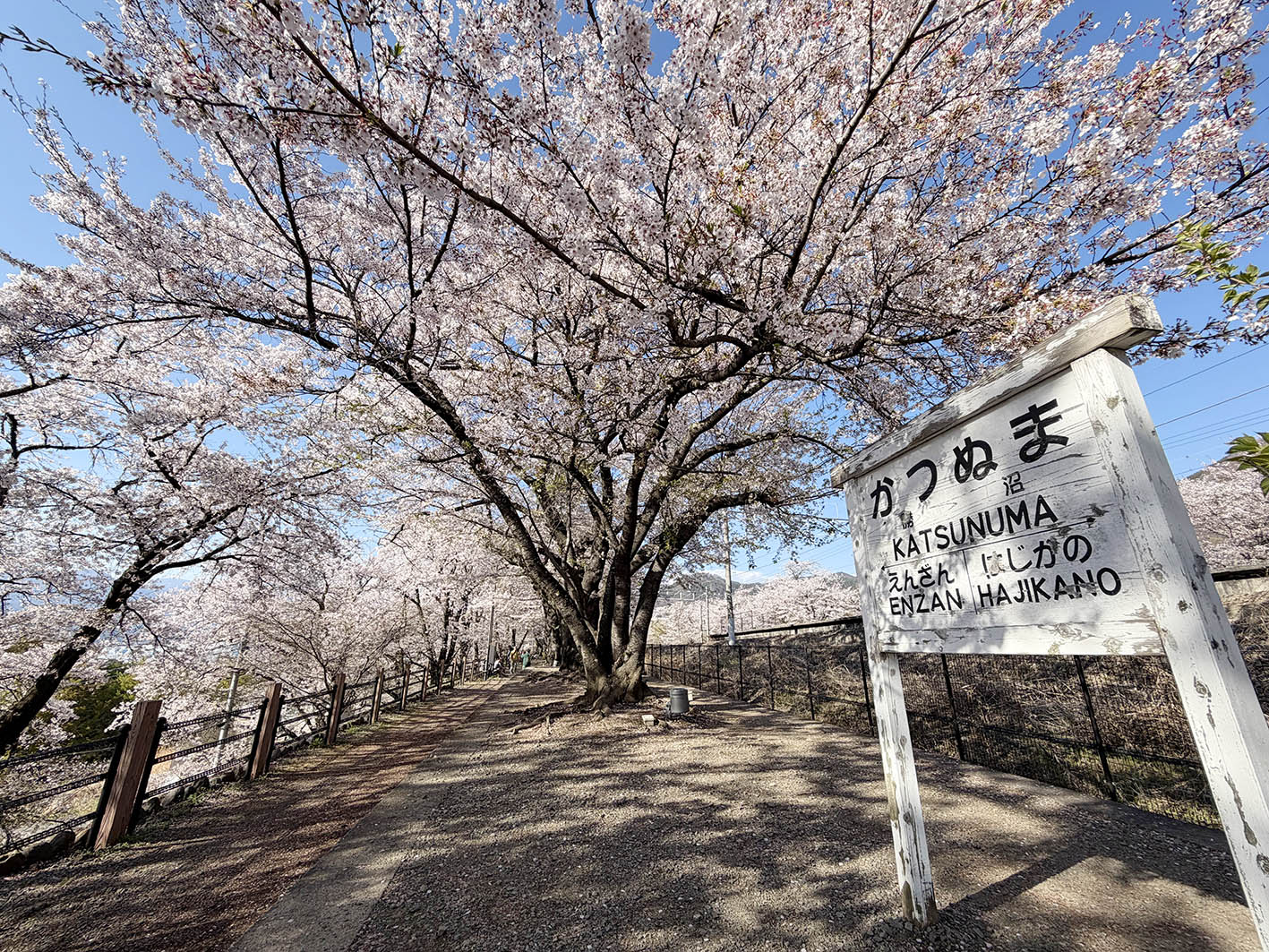 甚六桜公園（イメージ・実際のツアーで撮影）