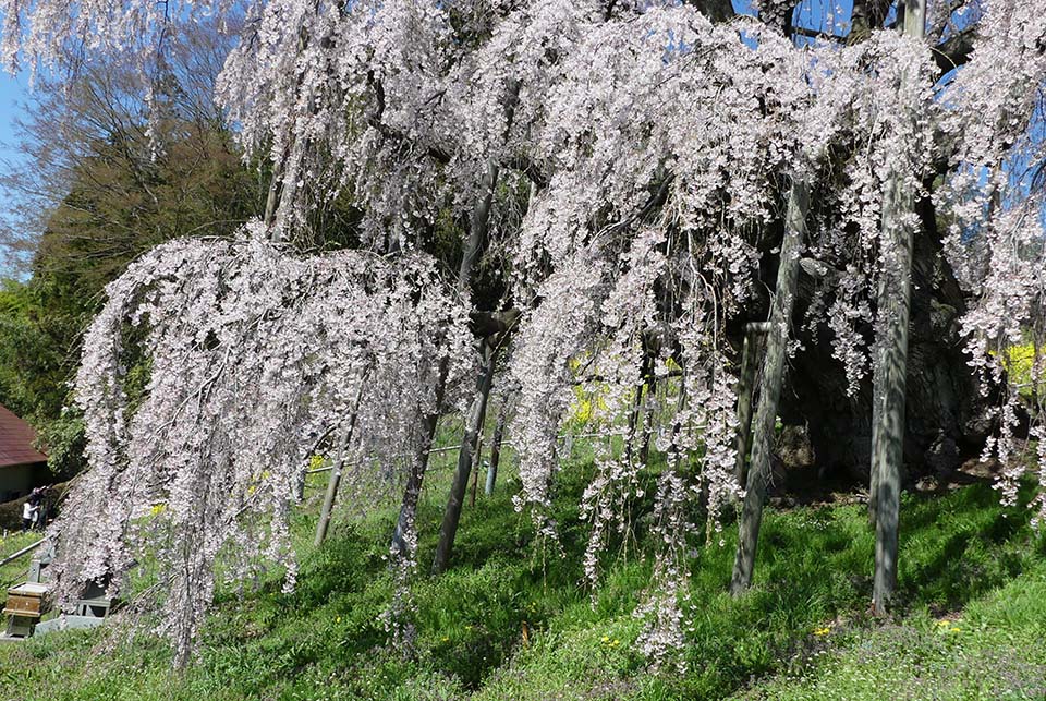 滝桜はまるで流れる滝のように見えます（イメージ）
