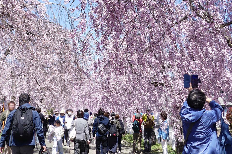 日中線しだれ桜並木（イメージ）