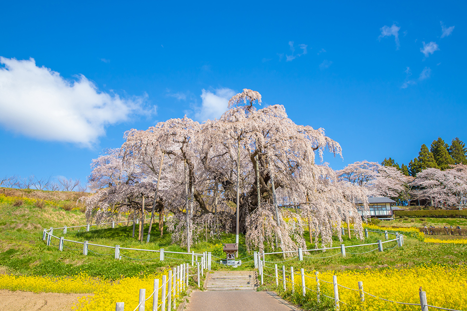 三春滝桜（イメージ）