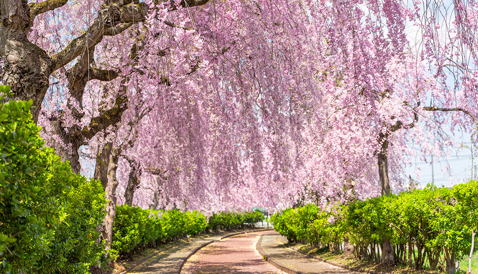 桜と日中線（イメージ）