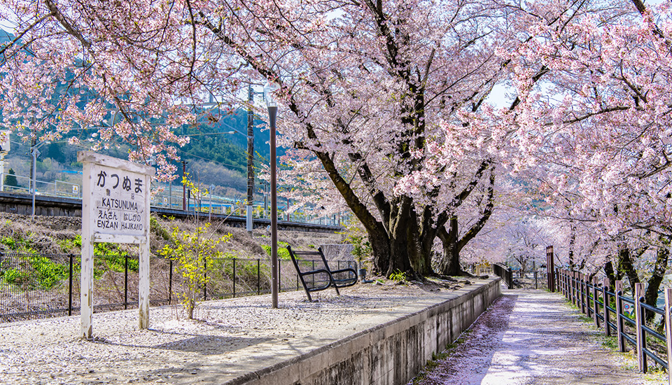 甚六桜公園（イメージ）