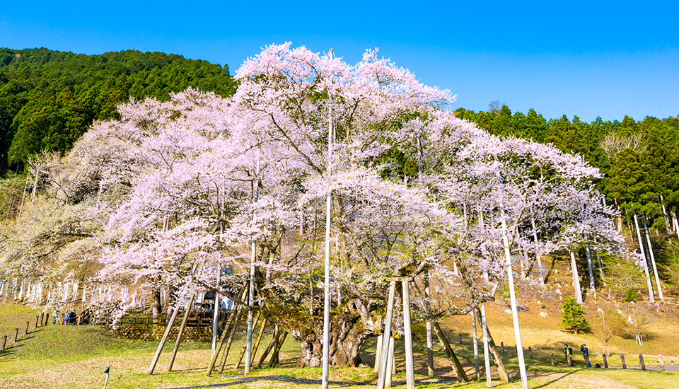 淡墨桜（根尾谷）（イメージ）