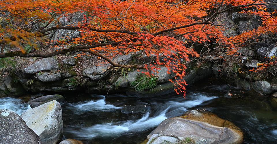 昇仙峡の紅葉と渓流（イメージ）