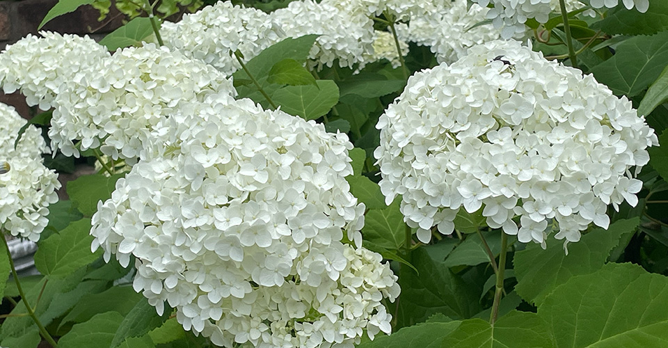 「アリスの茶屋」イングリッシュガーデンのアジサイ（イメージ）