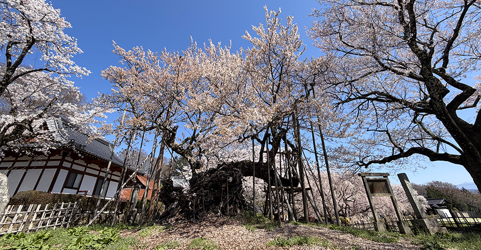 山高神代桜（イメージ）