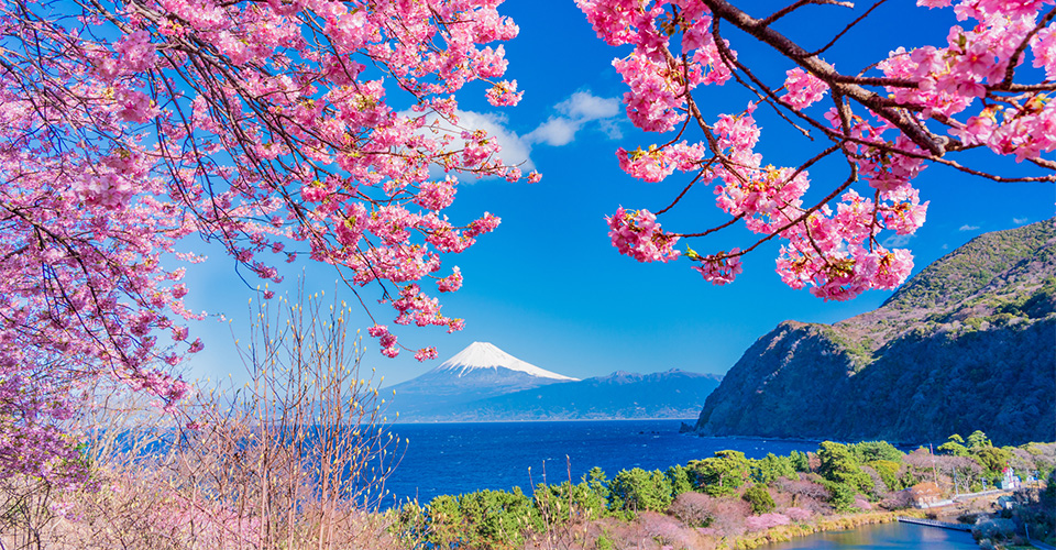 河津桜と富士山（イメージ）