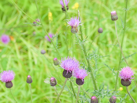 ノアザミ（イメージ）