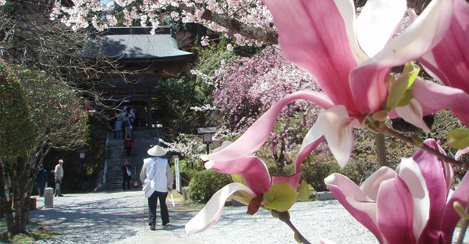 四国第21番札所「太龍寺」（イメージ）※花の見頃は例年3月下旬～4月上旬