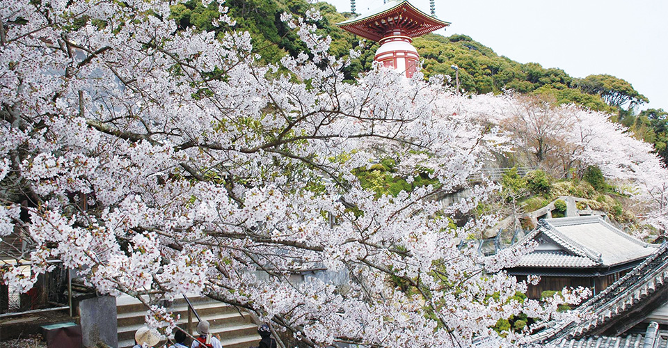 四国第23番札所「薬王寺」（イメージ）※桜の見頃は例年3月下旬～4月上旬